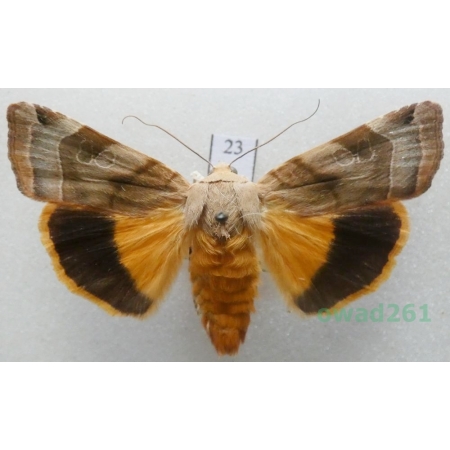 Noctua fimbriata (Schreber, 1759) Czech23